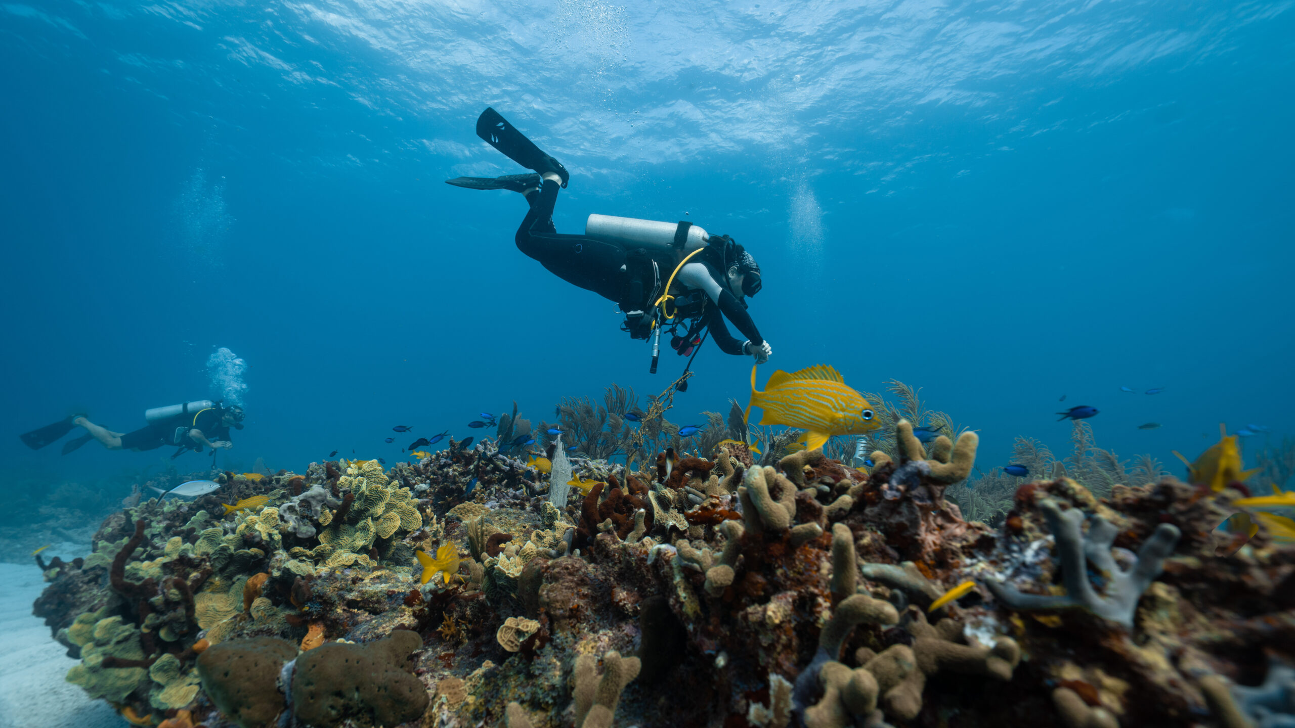 diver checking the health of the coral reef