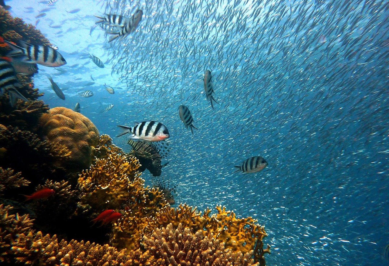 PADI Sertifikası Nedir? Paradise Diving ile Profesyonel Eğitimler