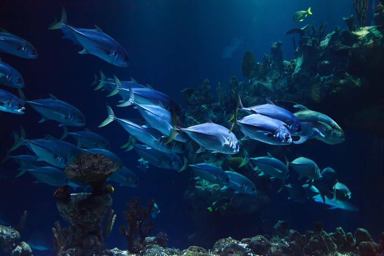 Dalışa İlk Adım: Paradise Diving ile Başlangıç Dalış Kursları