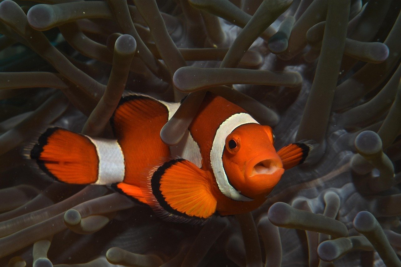 Paradise Diving’de Güvenli ve Eğlenceli Dalış Eğitimi Nasıl Alınır?