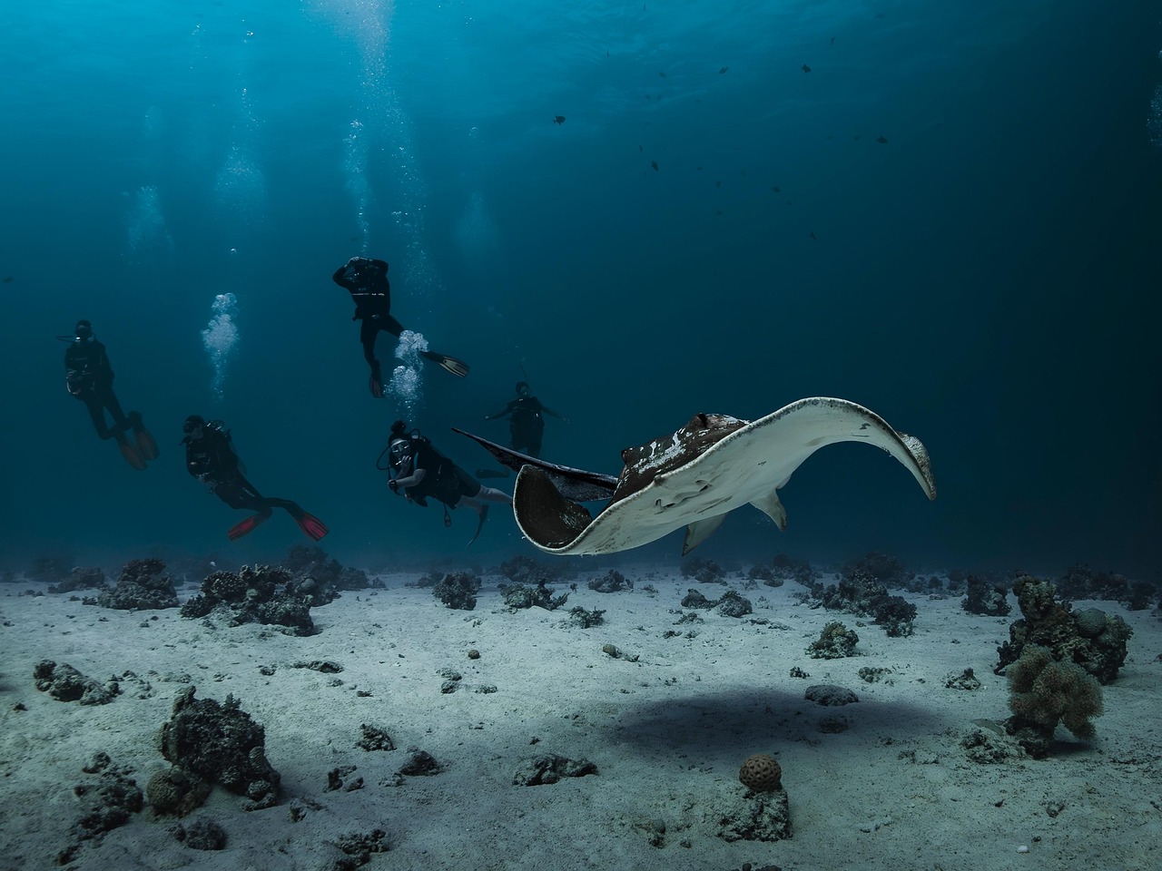 PADI Sertifikasıyla Yeni Bir Maceraya Adım Atın: Paradise Diving Deneyimi
